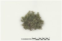 藏品(合葉蘚屬)的圖片